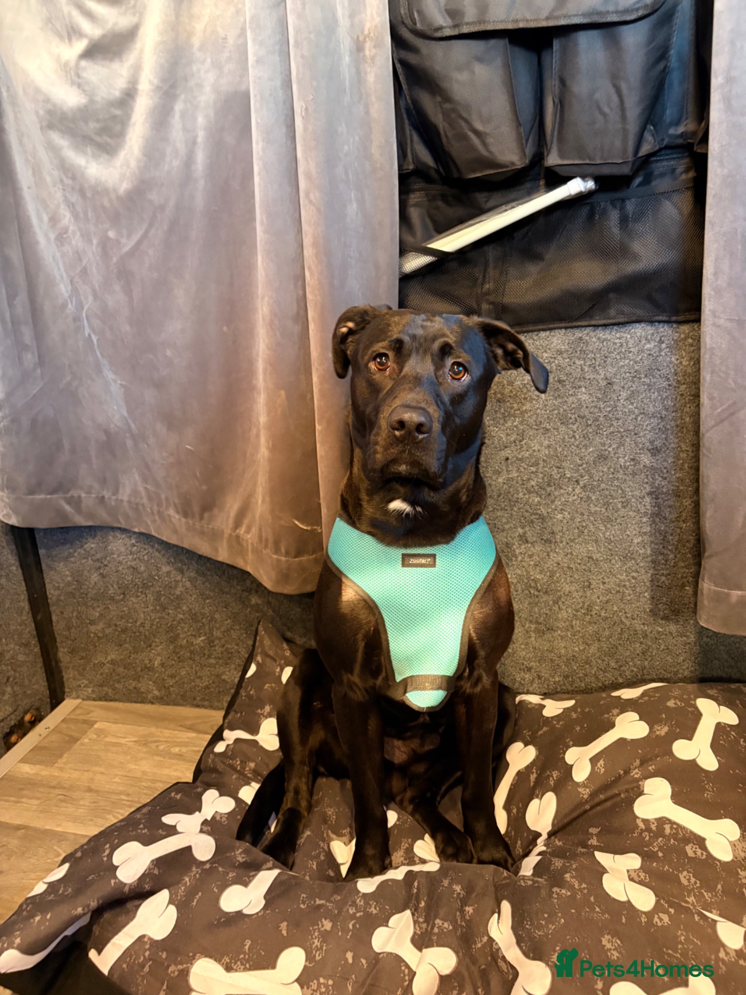 Mixed Breed dogs Ollie - Advert 8