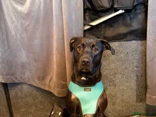 Mixed Breed dogs Ollie - Advert 8