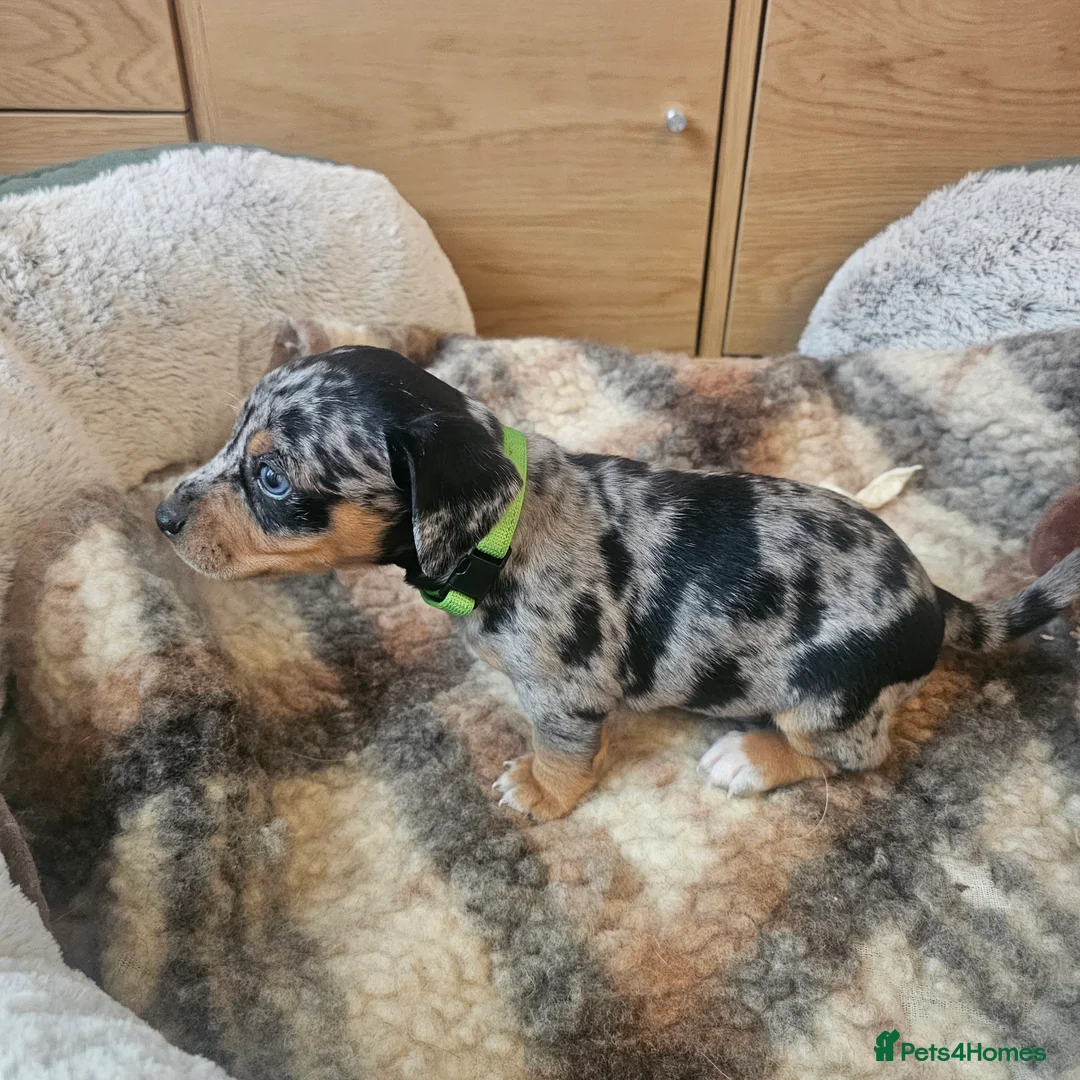 Jackshund dogs for sale: A stunning Jack Russell Terrier and Dachshund mix. - Advert 24