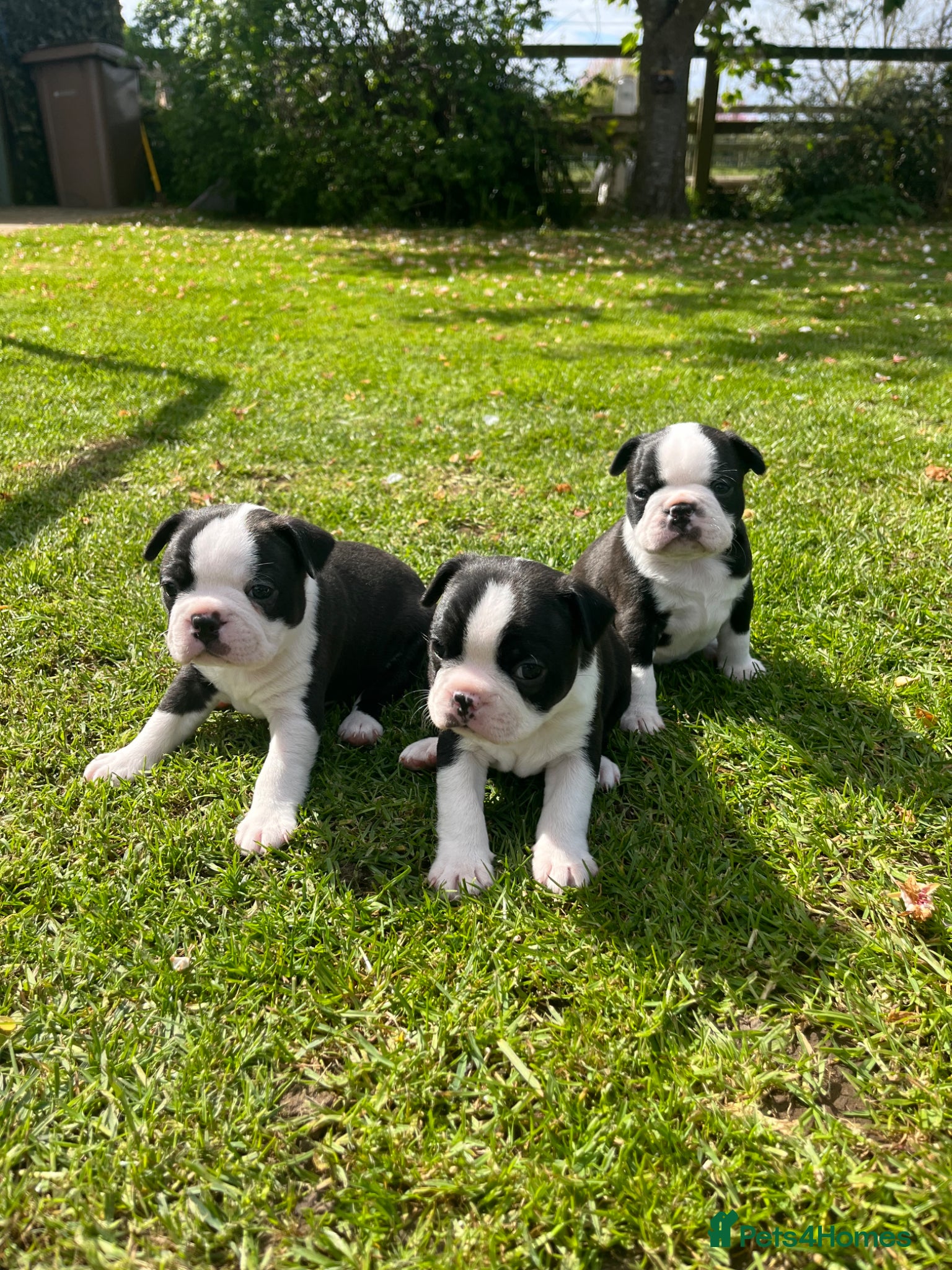 Boston Terrier dogs 🌟 KC Registered Boston Terrier Puppies 🌟 - Advert 1