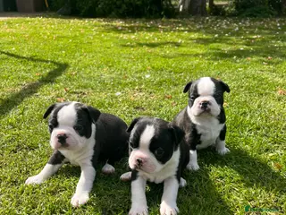 Boston Terrier dogs 🌟 KC Registered Boston Terrier Puppies 🌟 - Advert 1