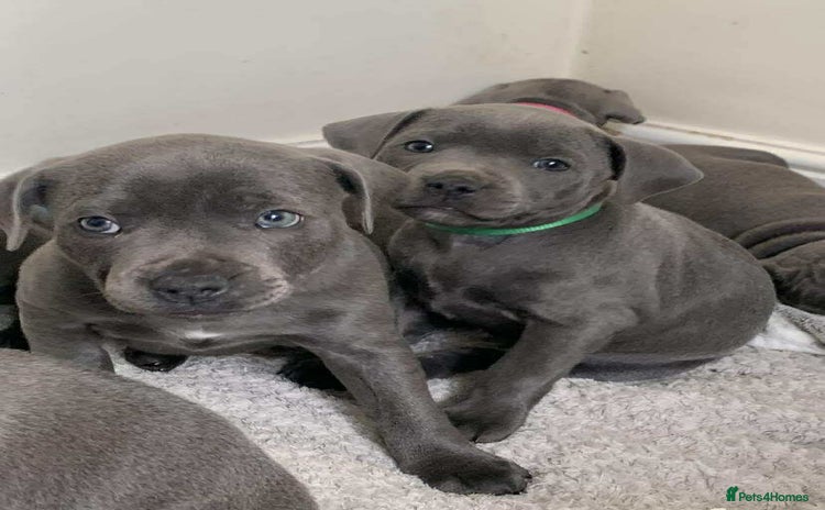 Staffordshire Bull Terrier dogs - Advert 1