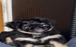 Pug dogs for sale: Scar fluffy pug - Image 15