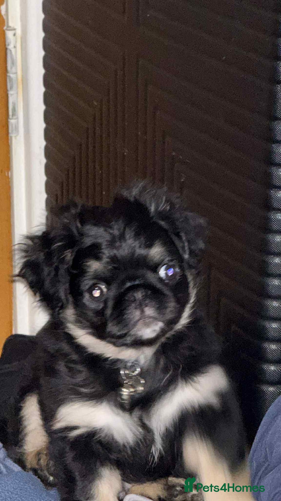 Pug dogs for sale: Scar fluffy pug - Image 15