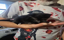 British Shorthair cats for sale: 3 black & white kittens  - Image 3