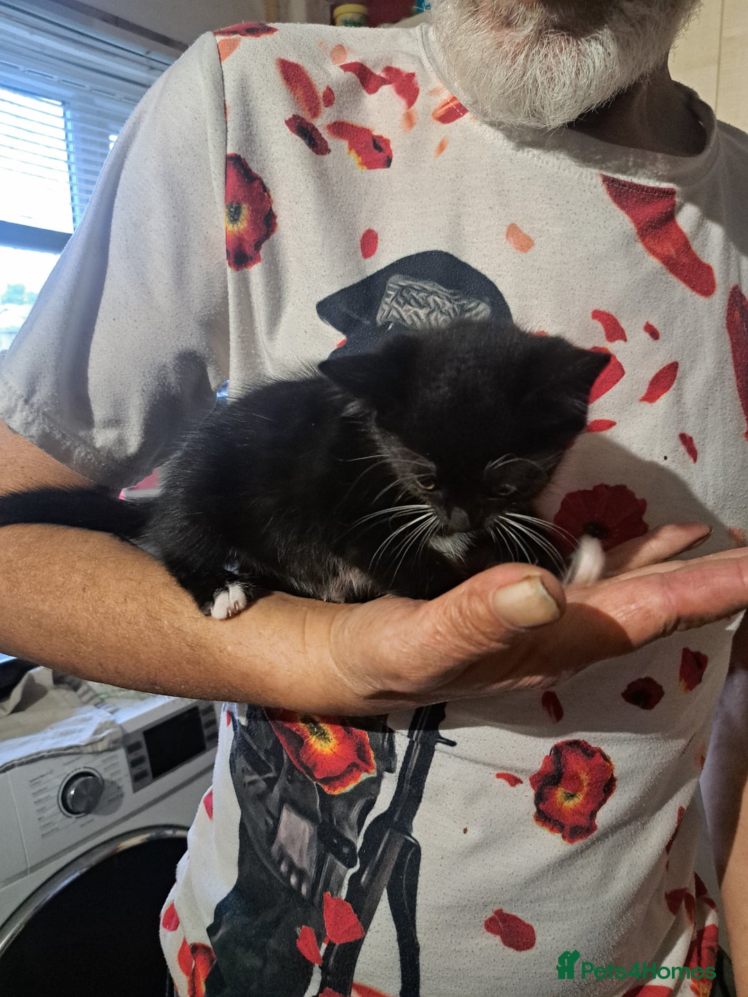 British Shorthair cats for sale: 3 black & white kittens  - Image 3