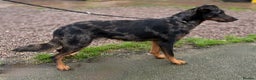 Beauceron dogs for sale: Health tested KC registered beauceron - Advert 4