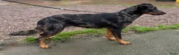 Beauceron dogs for sale: Health tested KC registered beauceron - Advert 4