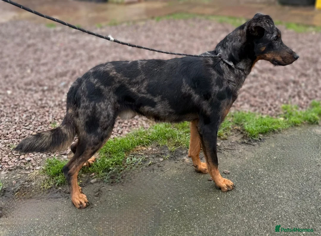 Beauceron dogs for sale: Health tested KC registered beauceron - Advert 4