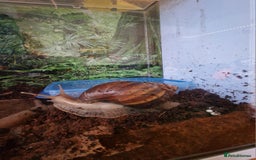 Snails invertebrates for sale: Giant African Land Snail babies - Image 2