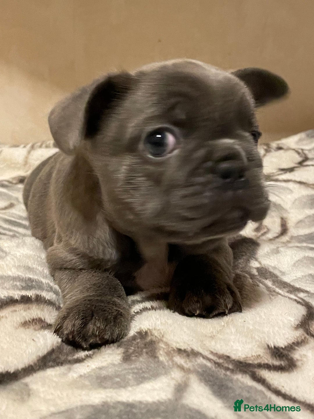 French Bulldog dogs for sale: French bulldog puppy’s  - Image 9