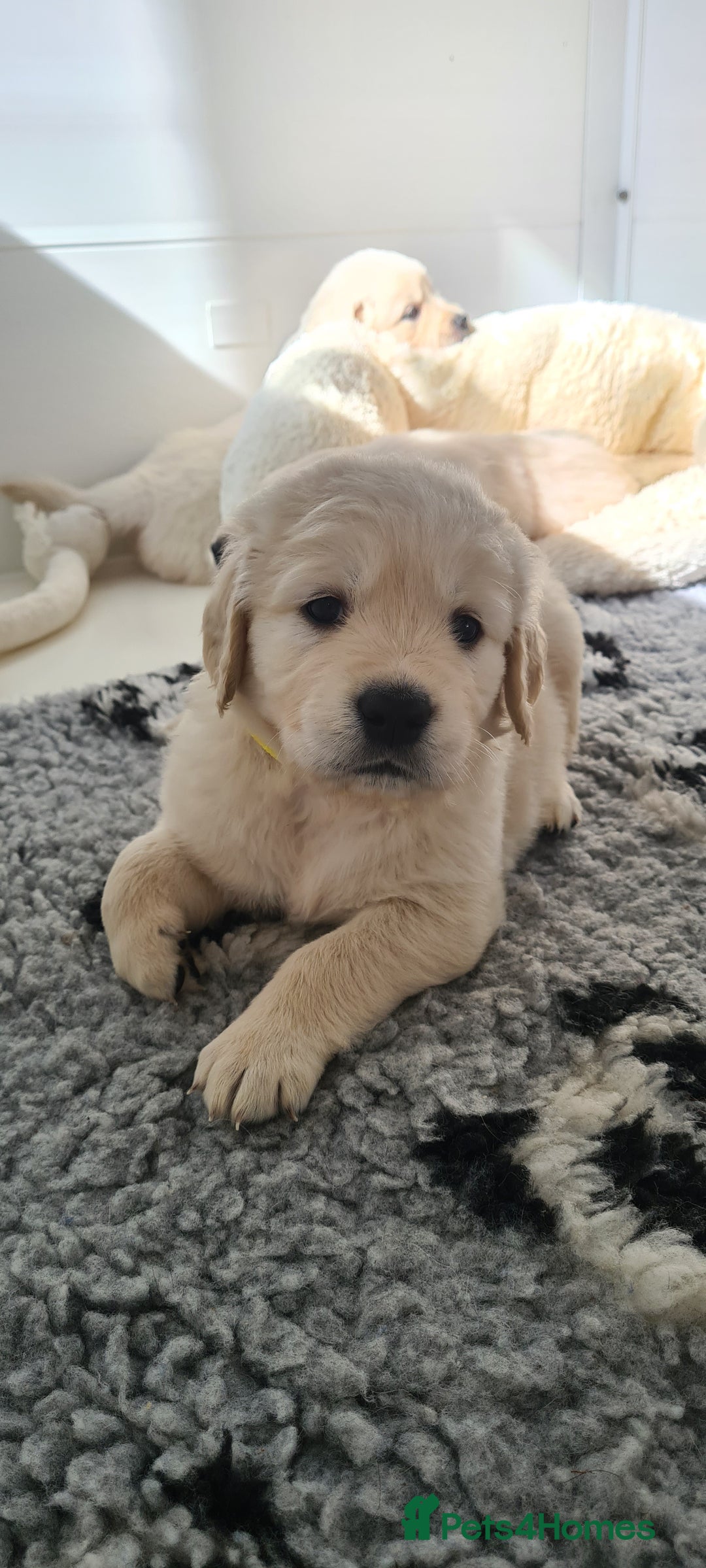 Golden Retriever dogs for sale: White Retriever Puppies Ready Aug 18th - Image 6