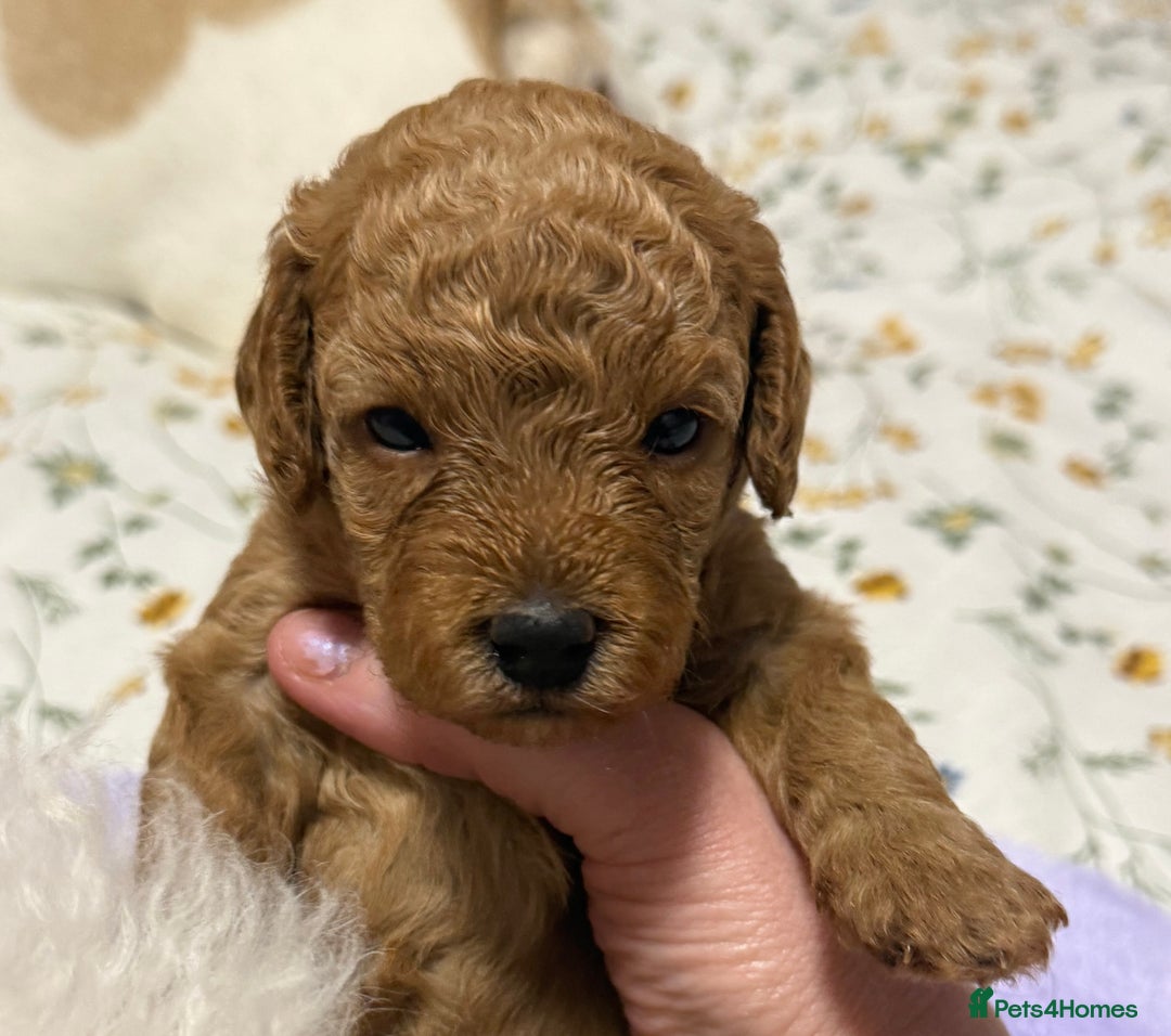 Cavapoo dogs for sale: 4 Beautiful f1b Cavapoo Puppies  - Advert 5