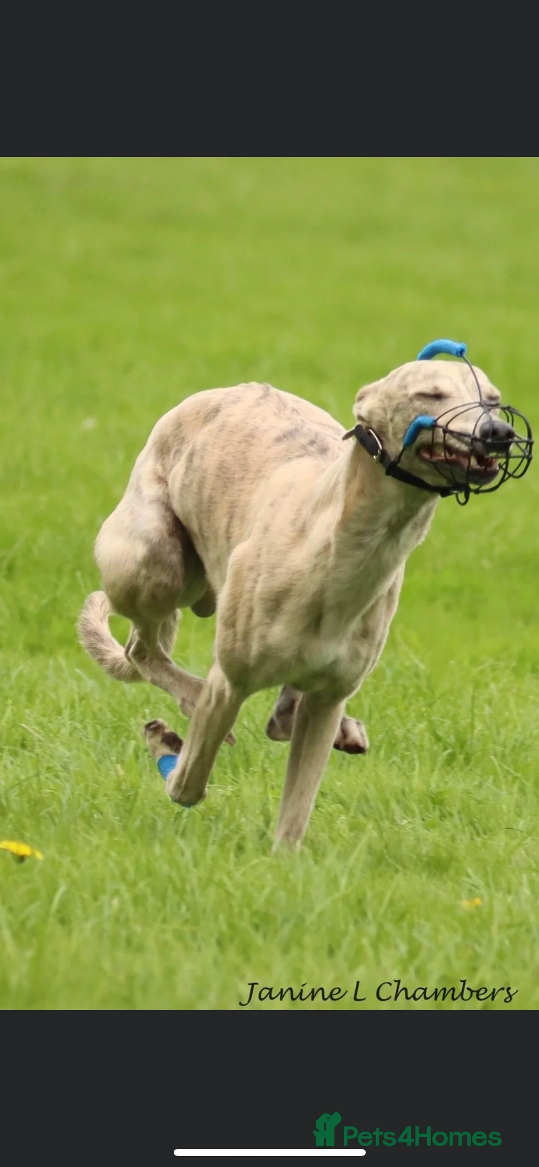 Whippet dogs for stud: KC Registered Blue Brindle for stud in Barnsley - Advert 11