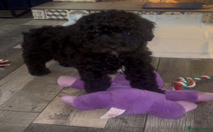 Cockapoo dogs Ready now Stunning cockatoo little girl  - Advert 1