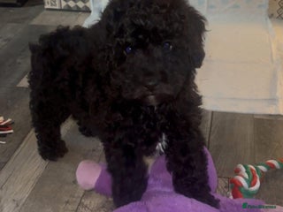 Cockapoo dogs Ready now Stunning cockatoo little girl - Advert 1