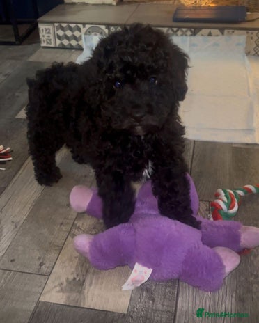 Cockapoo dogs Ready now Stunning cockatoo little girl - Advert 1