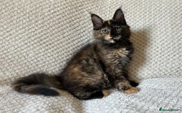 Maine Coon cats for sale: GCCF Maine Coon Kittens-Champion and Russian lines in Swindon - Image 2