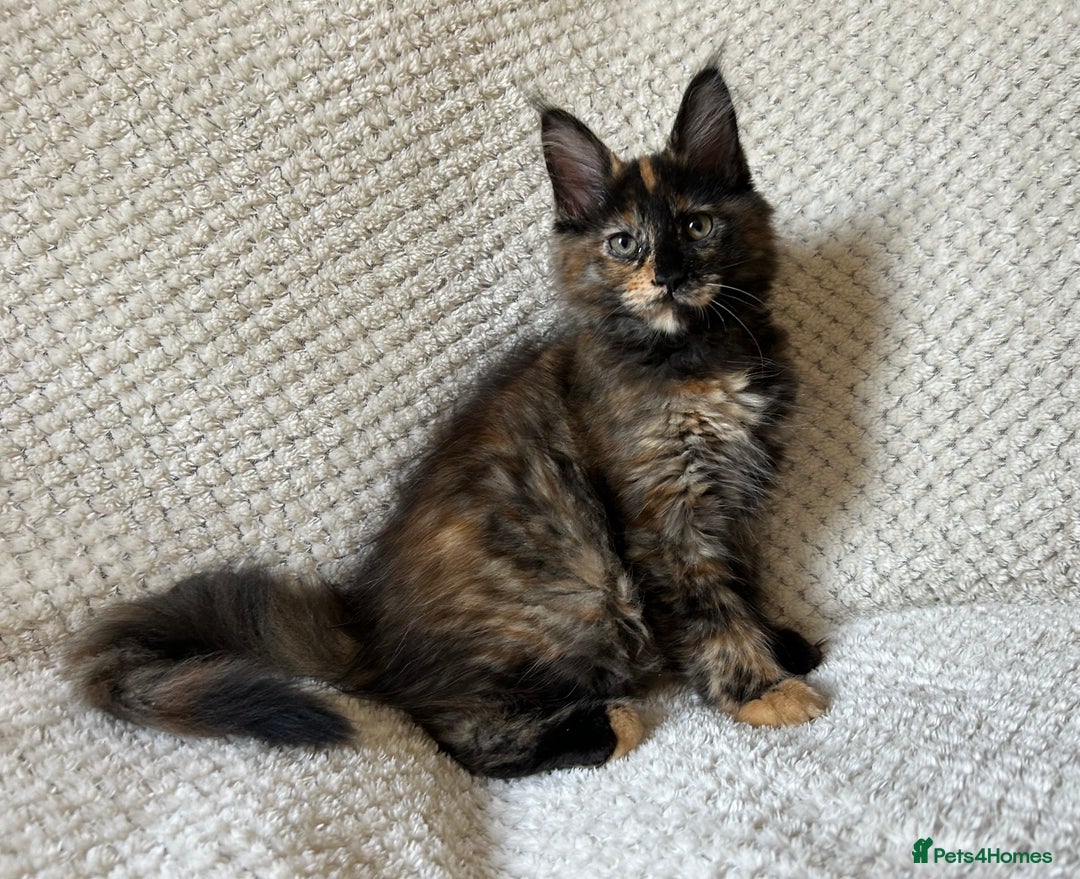 Maine Coon cats for sale: GCCF Maine Coon Kittens-Champion and Russian lines in Swindon - Image 2