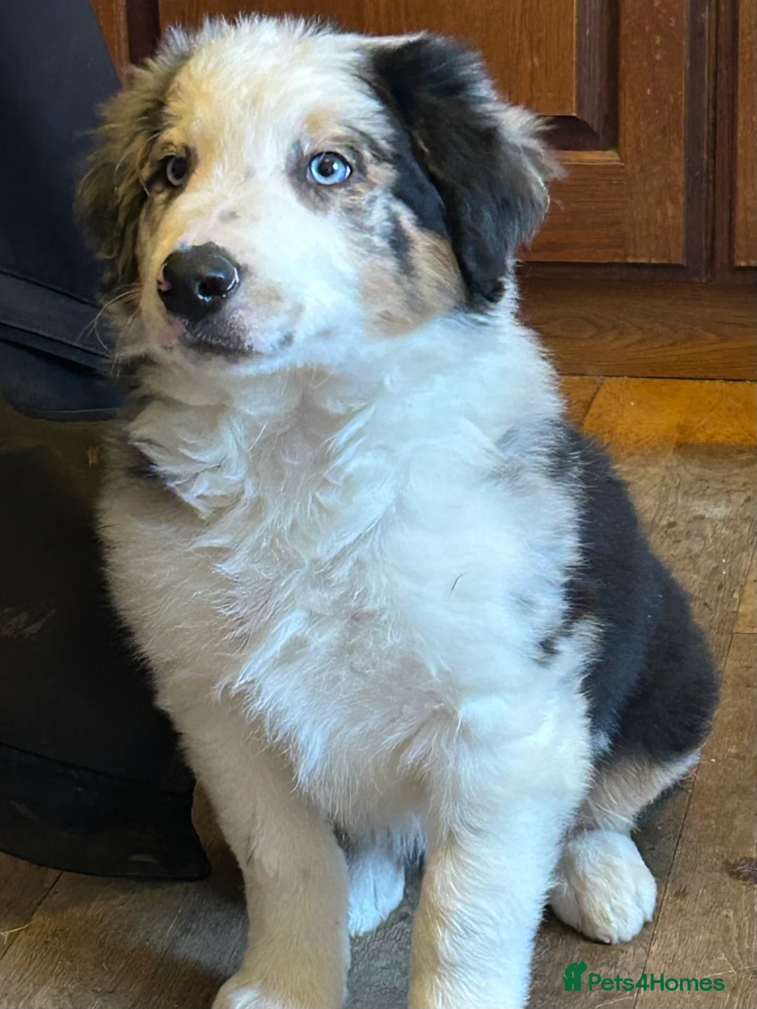 Border Collie dogs for sale: Border Collie Puppies | Health Tested Parents - Advert 11