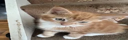 Mixed Breed cats for sale: 5 FRIENDLY KITTENS £30 EACH - Advert 3