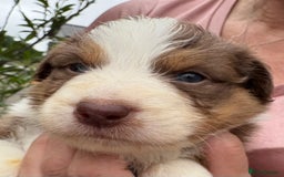 Australian Shepherd dogs for sale: Beautiful pedigree Australian shepherd puppies  - Image 5