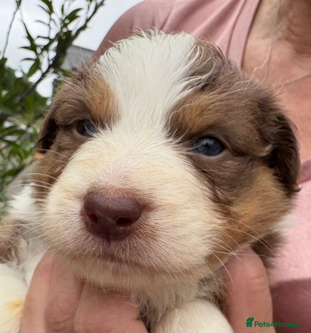 Australian Shepherd dogs for sale: Beautiful pedigree Australian shepherd puppies  - Image 5