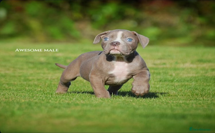 Olde English Bulldogge dogs - Advert 2