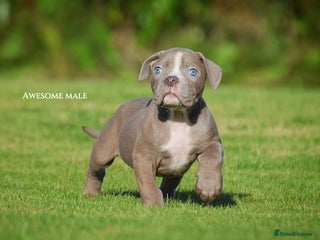 Olde English Bulldogge dogs - Advert 1