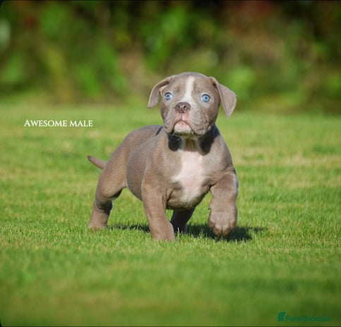 Olde English Bulldogge dogs - Advert 1