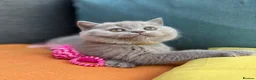 British Shorthair cats for sale: British Shorthair Lilac  - Advert 19