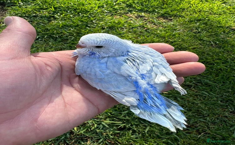 Budgerigars birds - Advert 2