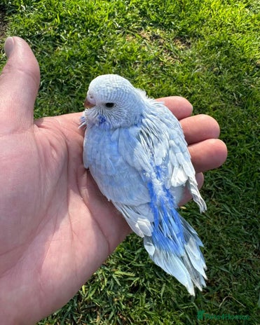 Budgerigars birds - Advert 12