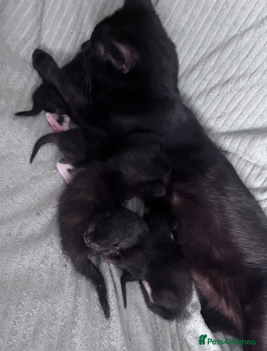 Mixed Breed cats for sale: 5 Kittens Ready to Go! - Advert 13