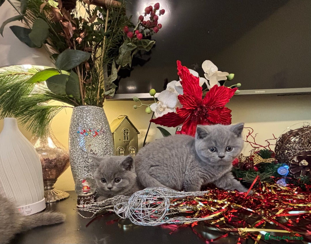 British Shorthair cats for sale: Full British shorthair kittens, London - Advert 6