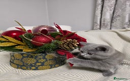British Shorthair cats for sale:  Gorgeous BRITISH SHORTHAIR MALE  - Advert 8