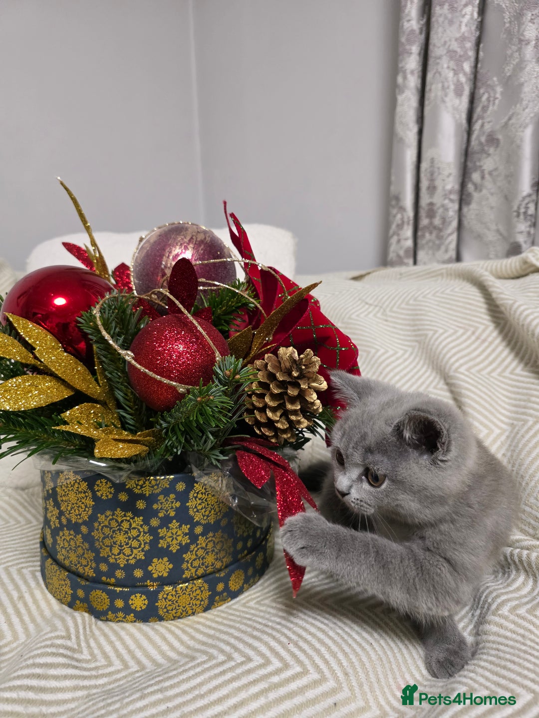 British Shorthair cats for sale:  Gorgeous BRITISH SHORTHAIR MALE  - Advert 8