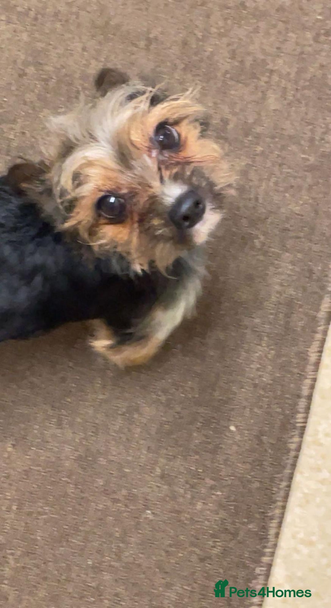 Mixed Breed dogs for sale: Dachshund x Chorkie - Image 11