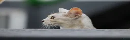 Abyssinian cats for sale: Gorgeous Abyssinian kittens - Advert 13