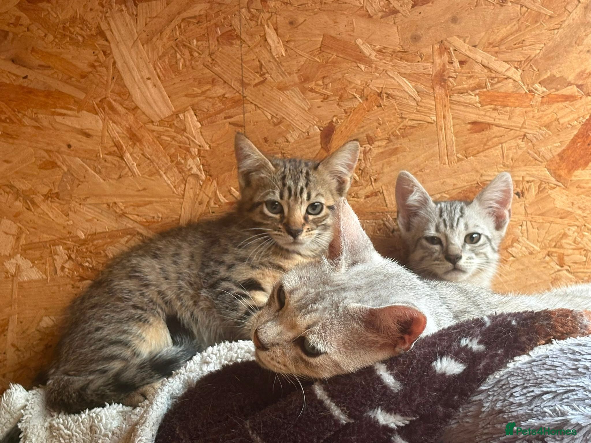 Bengal cats Beautiful Bengal x kittens for sale - Advert 2