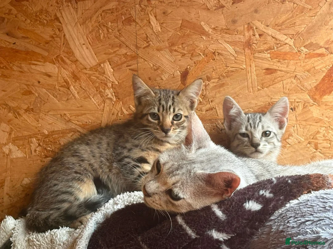 Bengal cats for sale: Beautiful Bengal x kittens for sale - Advert 2