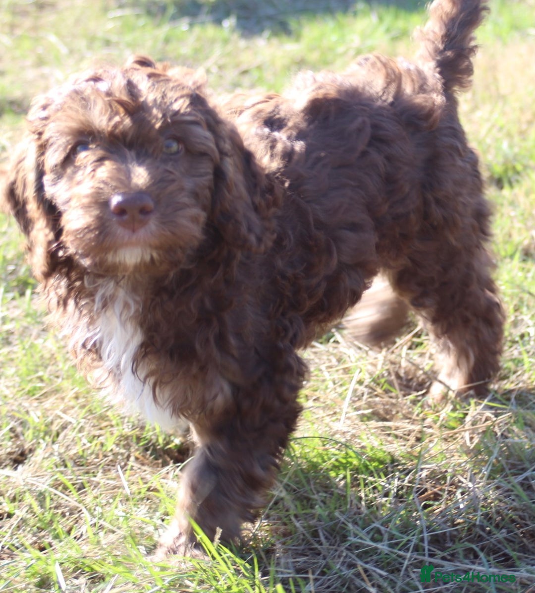 Australian Labradoodle dogs for sale: 🧡💚💙Last girl available, fully health test💙💚🧡 - Image 16
