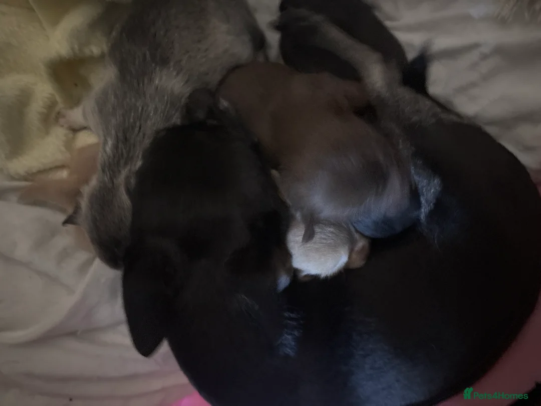 Chihuahua dogs for sale: Tiny pedigree chihuahua puppies  - Advert 3