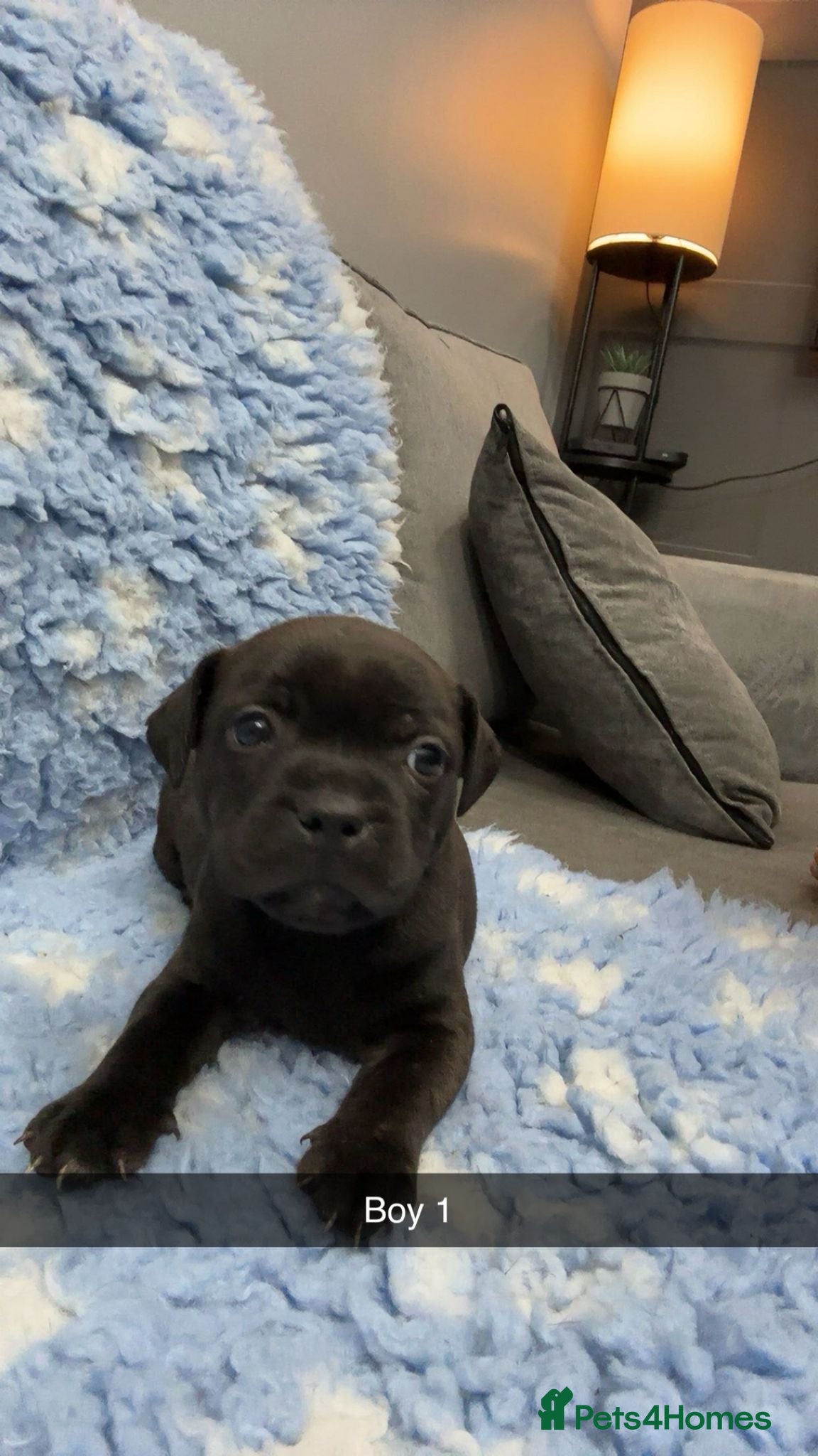 Staffordshire Bull Terrier dogs Stunning short stocky staffys  - Advert 4