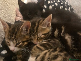 Domestic Shorthair cats for sale: Gorgeous black and tabby kittens - Advert 1