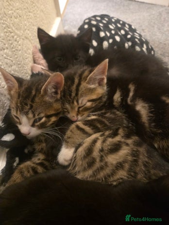 Domestic Shorthair cats Gorgeous black and tabby kittens - Advert 1