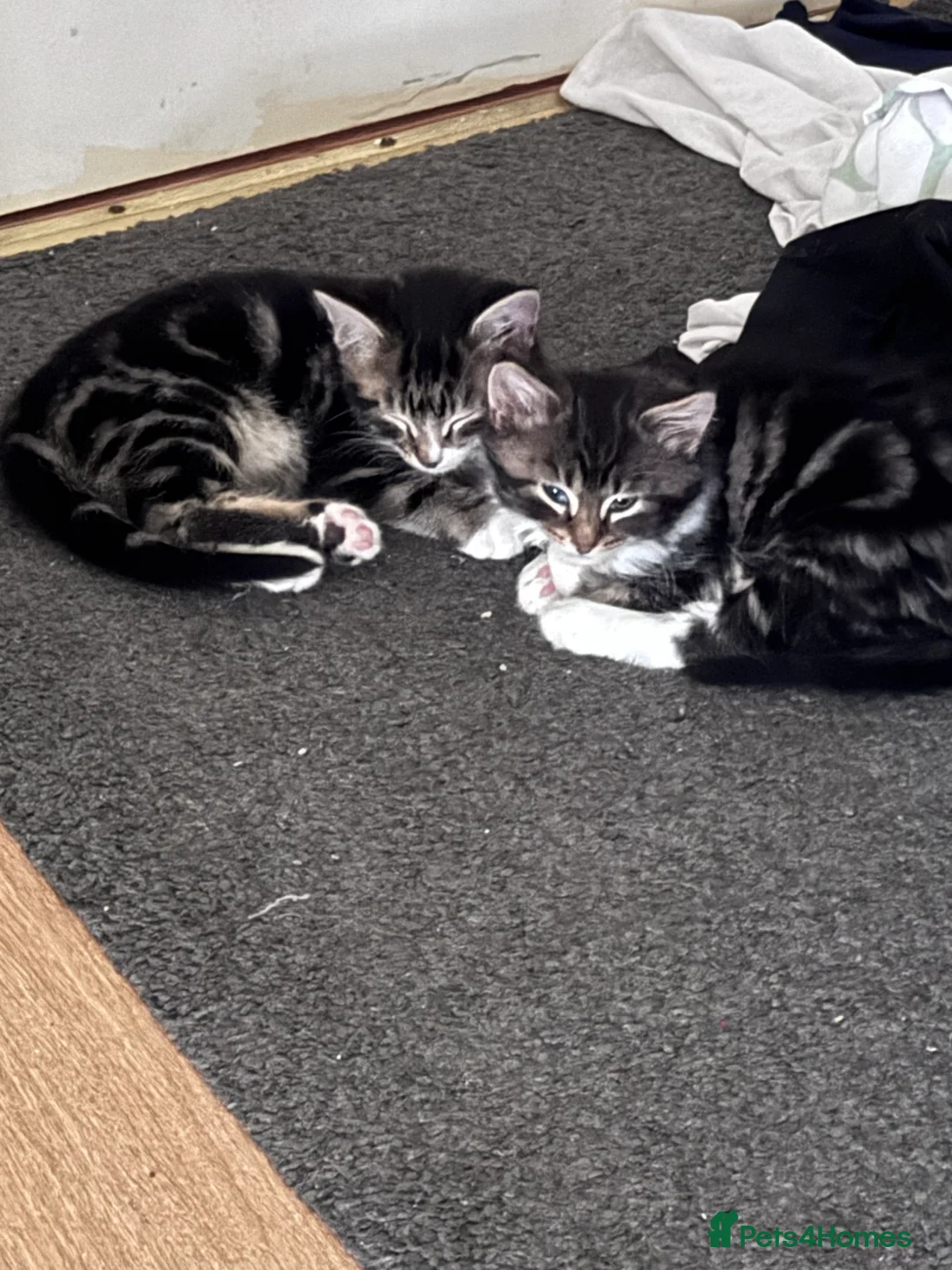 Mixed Breed cats for sale: Kittens for sale - Advert 2