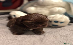 Shih Tzu dogs for sale: Shih Tzu  - Advert 19