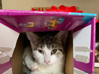 Mixed Breed cats Rebel - Advert 11