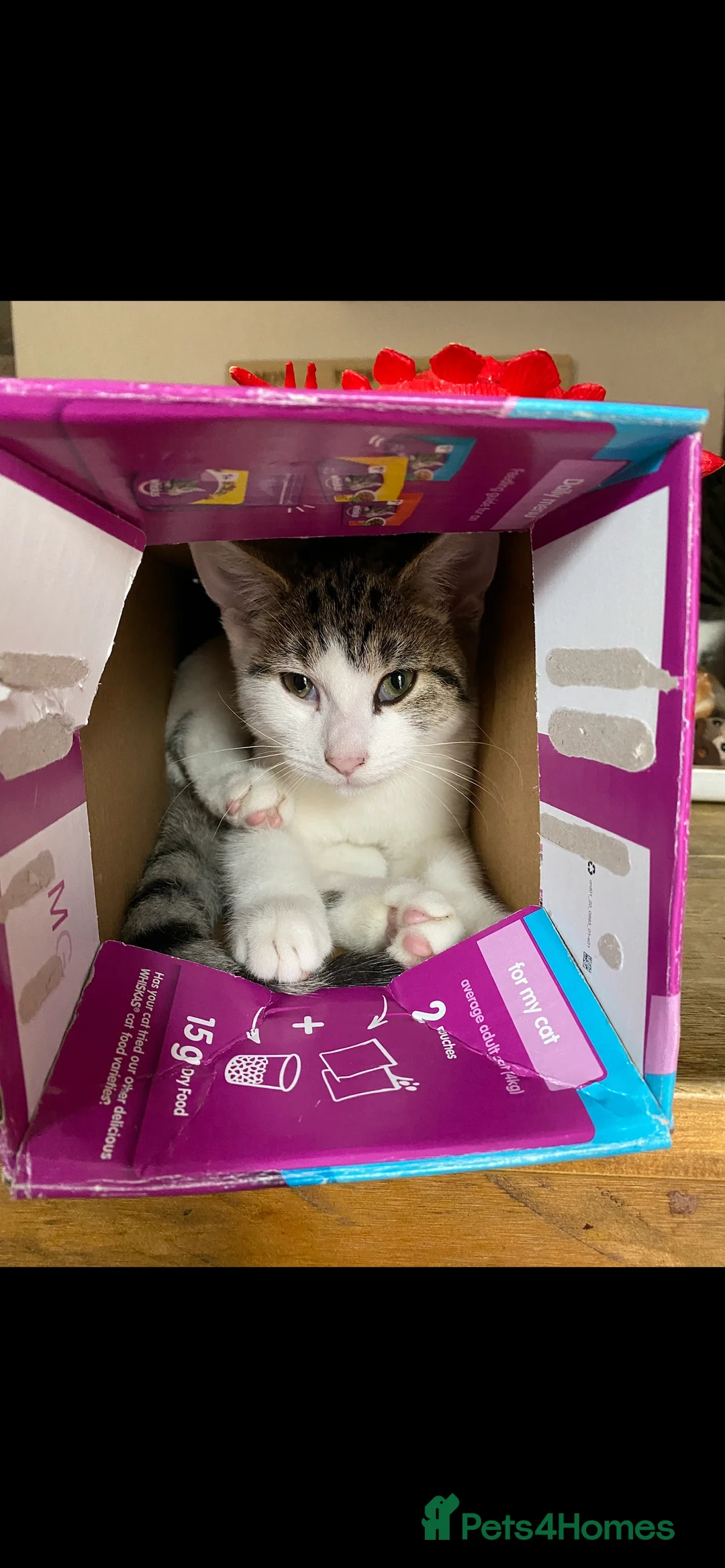 Mixed Breed cats for sale: Rebel - Advert 1